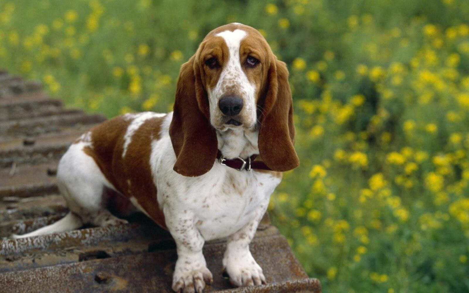 basset-hound