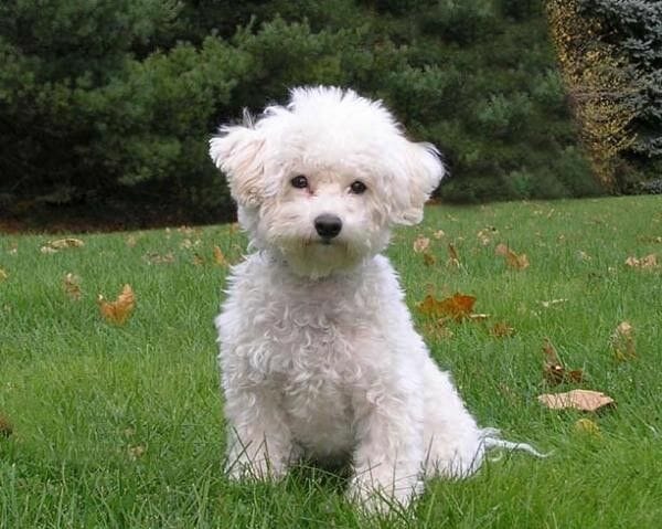 bichon-maltes