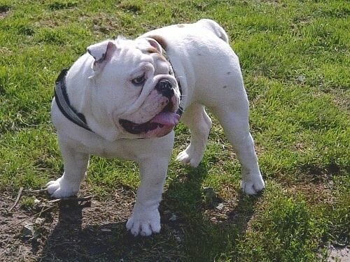 bulldog-ingles