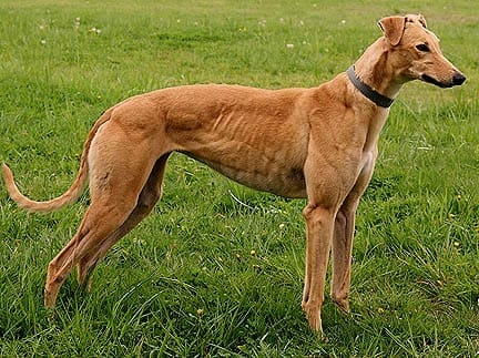greyhound