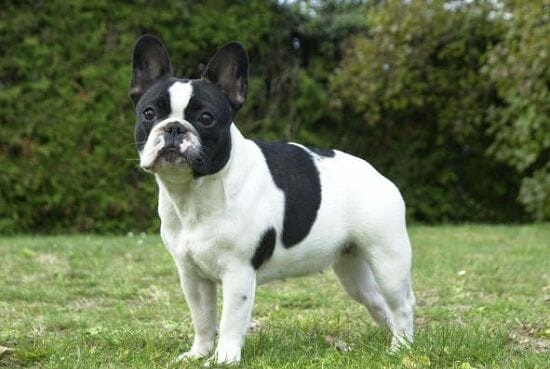 bulldog-frances