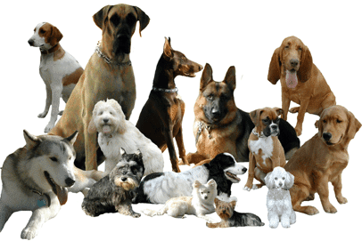 10 razas de perros ideales para casa pequeña o departamento