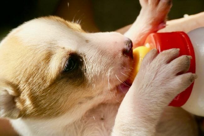 Alimento y comida para cachorros