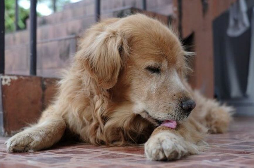 mi perro se la me mucho la cola las patas