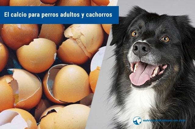 Melodramático satisfacción Mejora el calcio en perros adultos y cachorros ingrediente