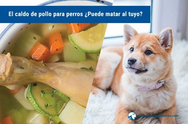 El caldo de pollo para perros ¿Puede matar al tuyo?