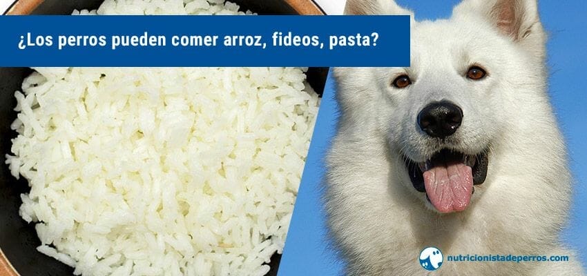 Los perros pueden comer arroz, fideos, pasta?
