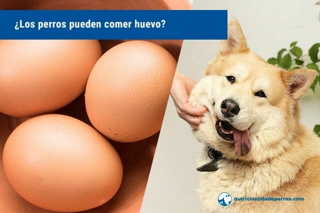 ¿Los perros pueden comer huevo?