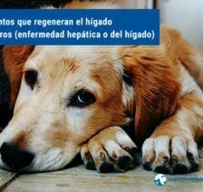Alimentos que regeneran el hígado en perros (enfermedad hepática o del hígado)