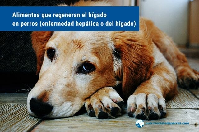 Alimentos que regeneran el hígado en perros (enfermedad hepática o del hígado)