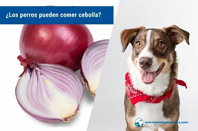 raro Árbol Acostumbrarse a Los perros pueden comer cebolla? Tramposas verdades sobre alimentos  prohibidos para tu perro