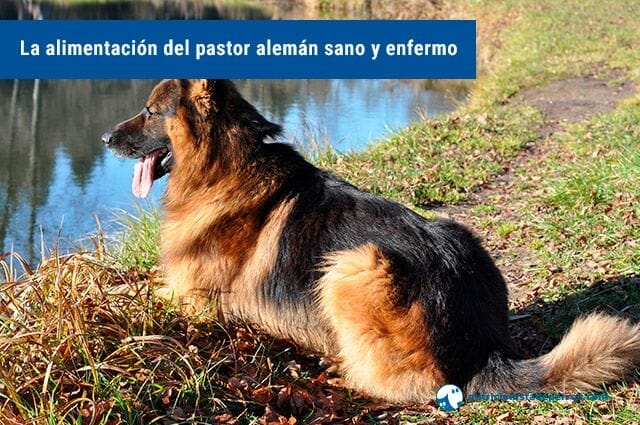 Perforar Tomar conciencia capacidad La alimentación del pastor alemán sano y enfermo | nutricionista perros