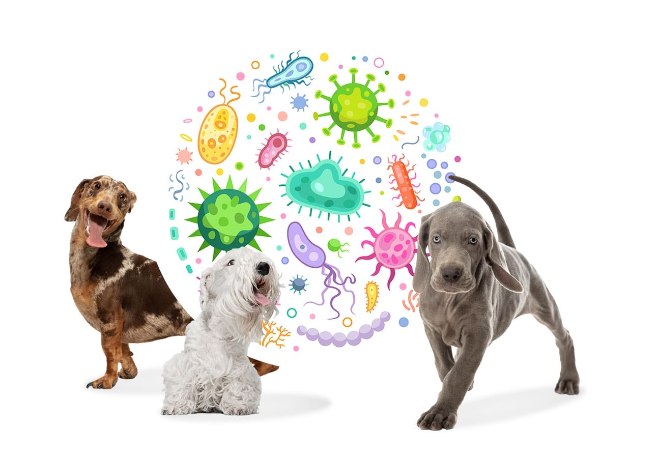 microbiota-perros