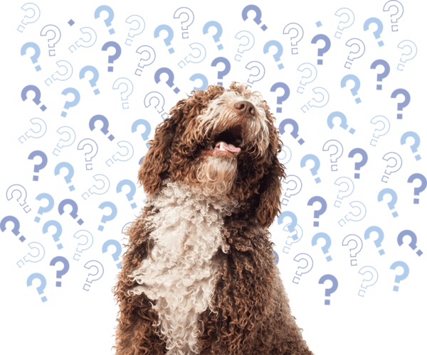 mejor-alimento-comida-comercial-para-mi-perro-4