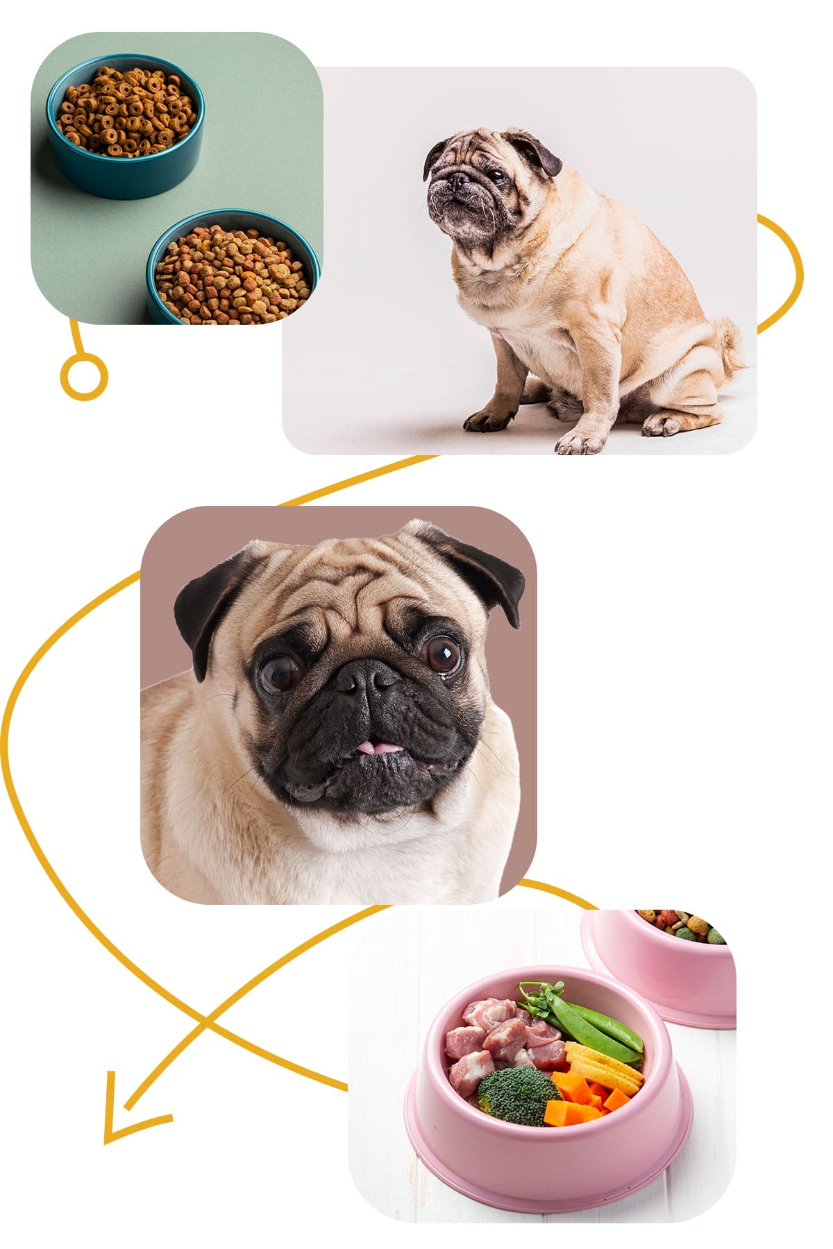 mejor-alimento-comida-comercial-para-mi-perro-5